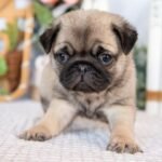 🐶 Female Pug Puppy Ready for Adoption – Monic (AKC Registered)