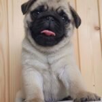 🐶 Male Pug Puppy Ready for Adoption – Archie (AKC Registered) - Image 2