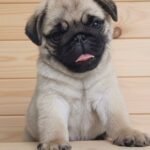 🐶 Male Pug Puppy Ready for Adoption – Archie (AKC Registered)