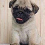 🐶 Male Pug Puppy Ready for Adoption – Archie (AKC Registered) - Image 4