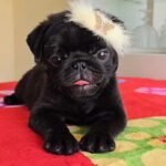 🐶 Female Pug Puppy Ready for Adoption – Chelsea (AKC Registered)
