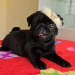 🐶 Female Pug Puppy Ready for Adoption – Chelsea (AKC Registered) - Image 4
