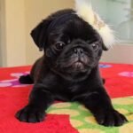 🐶 Female Pug Puppy Ready for Adoption – Chelsea (AKC Registered) - Image 2