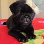 🐶 Female Pug Puppy Ready for Adoption – Chelsea (AKC Registered) - Image 3