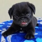 🐶 Male Pug Puppy Ready for Adoption – Mikey (AKC Registered)