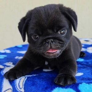 🐶 Male Pug Puppy Ready for Adoption – Mikey (AKC Registered)