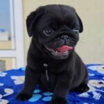 🐶 Male Pug Puppy Ready for Adoption – Mikey (AKC Registered) - Image 4