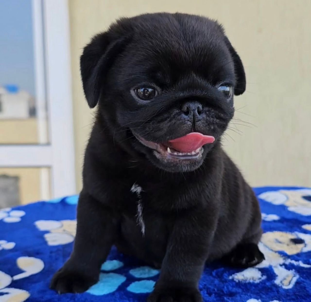 πΆ Male Pug Puppy Ready for Adoption β Mikey (AKC Registered) - Image 4