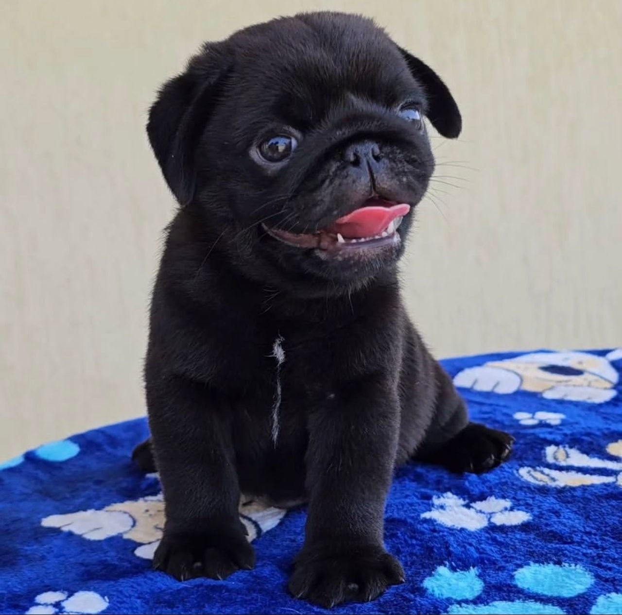 πΆ Male Pug Puppy Ready for Adoption β Mikey (AKC Registered) - Image 3