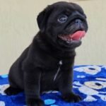 🐶 Male Pug Puppy Ready for Adoption – Mikey (AKC Registered) - Image 2