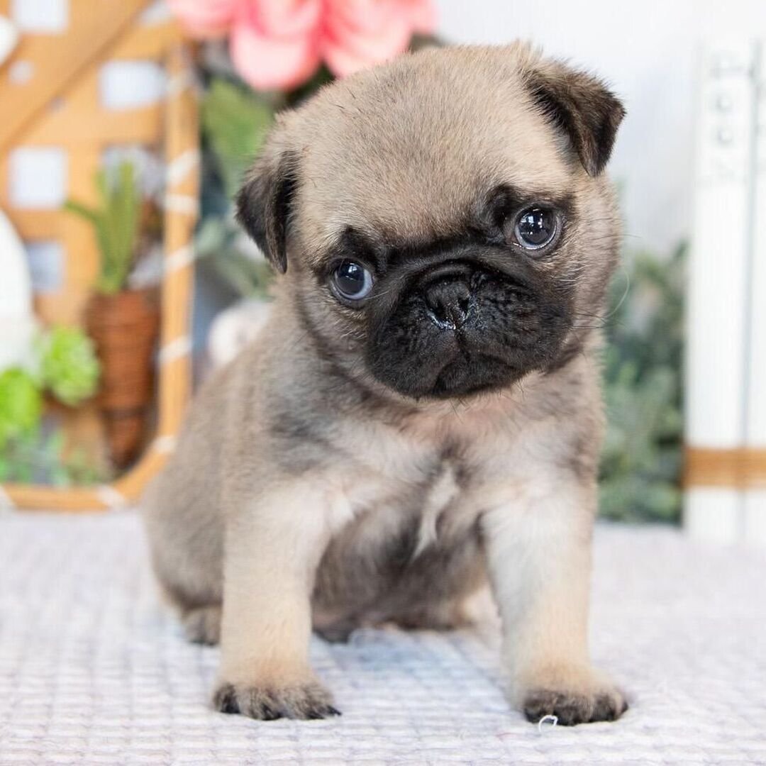 πΆ Male Pug Puppy Ready for Adoption β Gaston (AKC Registered) - Image 4