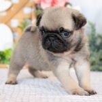 🐶 Male Pug Puppy Ready for Adoption – Gaston (AKC Registered) - Image 3