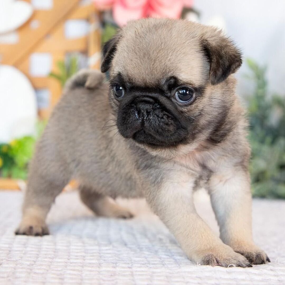 πΆ Male Pug Puppy Ready for Adoption β Gaston (AKC Registered) - Image 3
