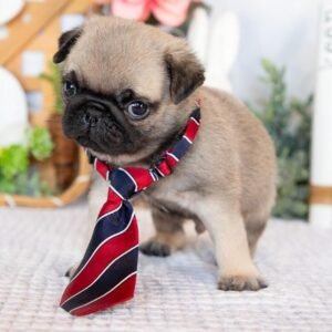 🐶 Male Pug Puppy Ready for Adoption – Gaston (AKC Registered)