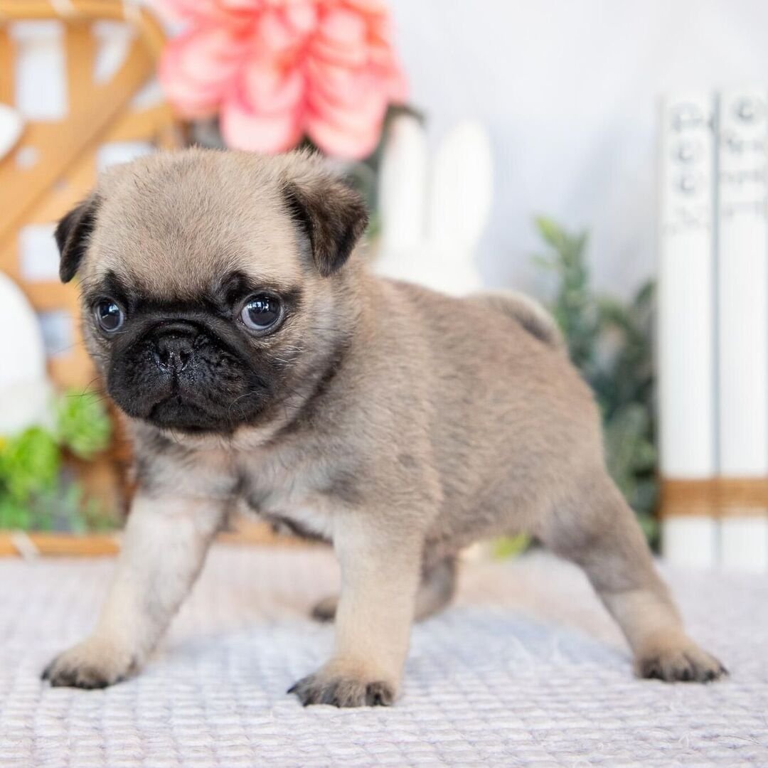 πΆ Male Pug Puppy Ready for Adoption β Gaston (AKC Registered) - Image 2