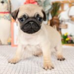 🐶 Male Pug Puppy Ready for Adoption – Eeyore (AKC Registered) - Image 2