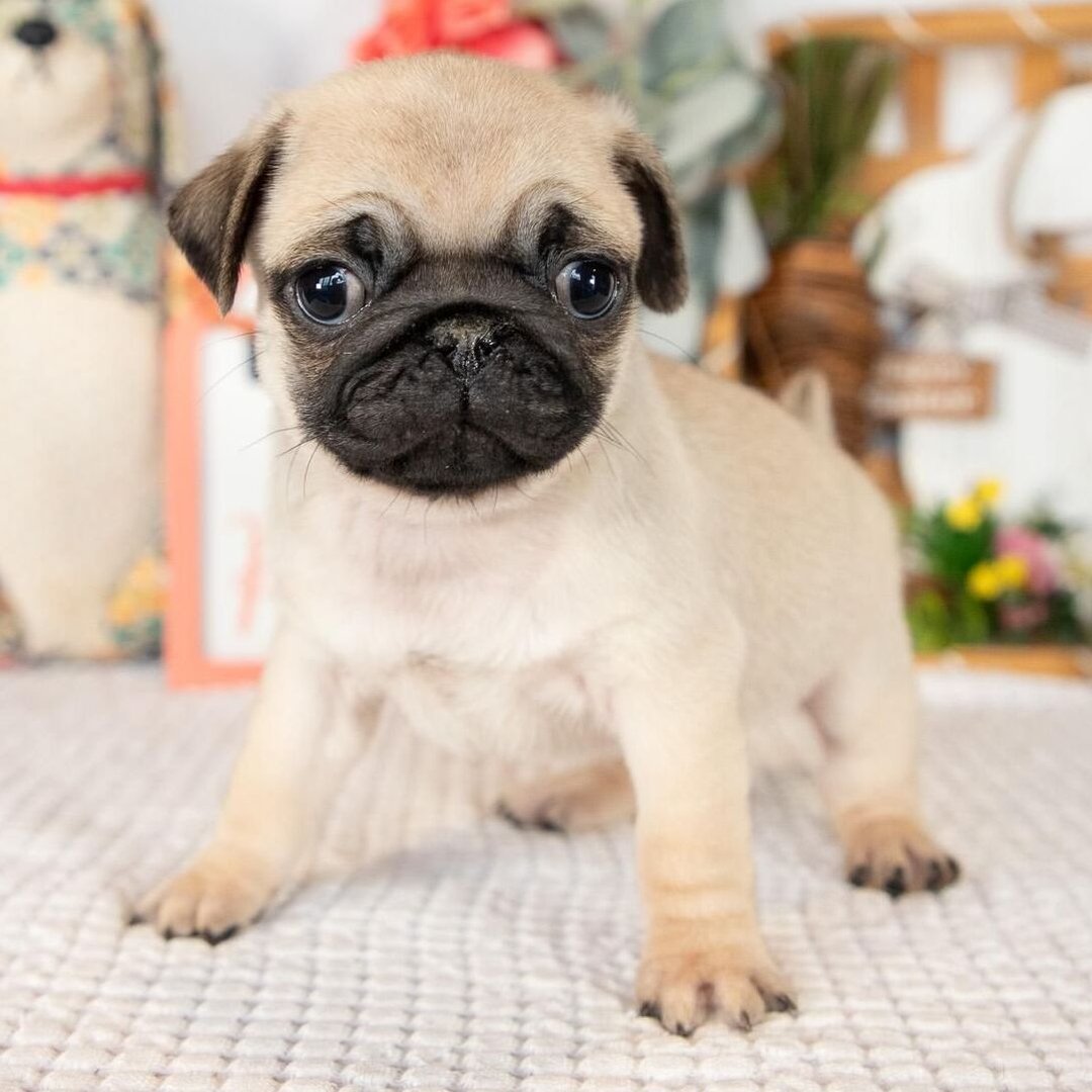 πΆ Male Pug Puppy Ready for Adoption β Eeyore (AKC Registered) - Image 2