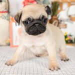 🐶 Male Pug Puppy Ready for Adoption – Eeyore (AKC Registered) - Image 3