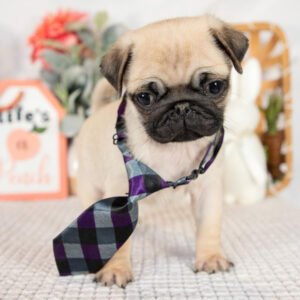 🐶 Male Pug Puppy Ready for Adoption – Eeyore (AKC Registered)