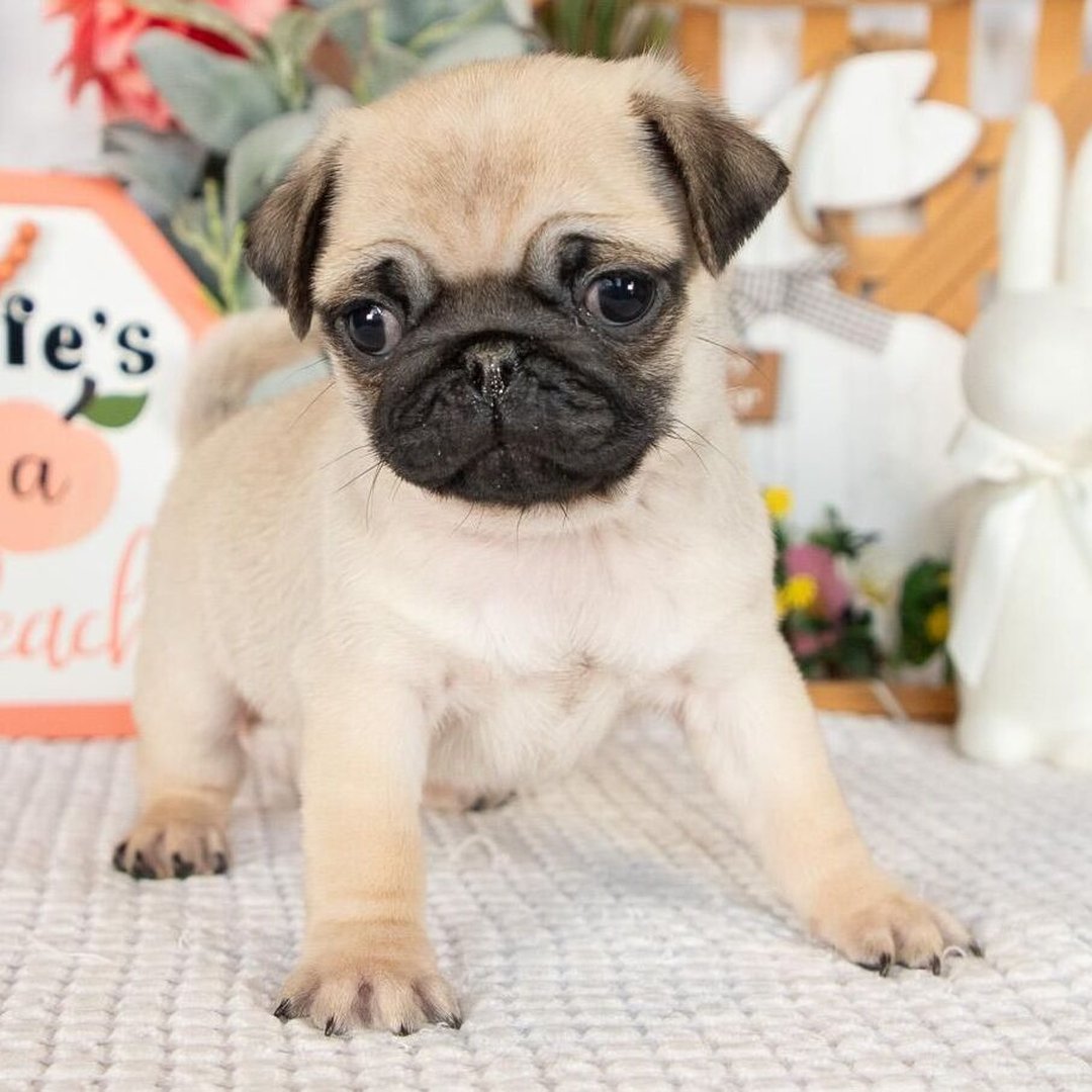 πΆ Male Pug Puppy Ready for Adoption β Eeyore (AKC Registered) - Image 4