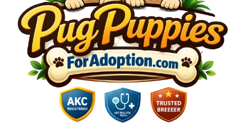 Pug Puppies For Adoption