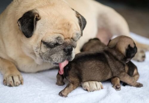 🐾 Essential Care Tips for Your Pug Puppy